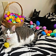 Spitfire is registered to the contest to win money with this photo: alert, animal, basket, black_cat, cat, cats, collar, colorful, decor, easter_eggs, feline, gray_and_white_cat, indoor, lying_down, pet, plastic_eggs, playful, relaxed, striped_blanket, zebra_pattern