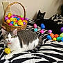 alert, animal, basket, black_cat, cat, cats, collar, colorful, decor, easter_eggs, feline, gray_and_white_cat, indoor, lying_down, pet, plastic_eggs, playful, relaxed, striped_blanket, zebra_pattern