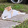 cat, ginger_cat, white_cat, animal, pet, grass, concrete_path, tire, wheel, outdoor, nature, relaxed, resting, side_view, fur, whiskers, paws, quiet, daytime, garden