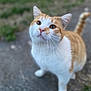 cat, orange_cat, white_cat, pet, animal, outdoor, grass, pavement, curious, feline, whiskers, tail, ears, closeup, nature, mammal, cute, domestic_animal, looking_up, blurred_background