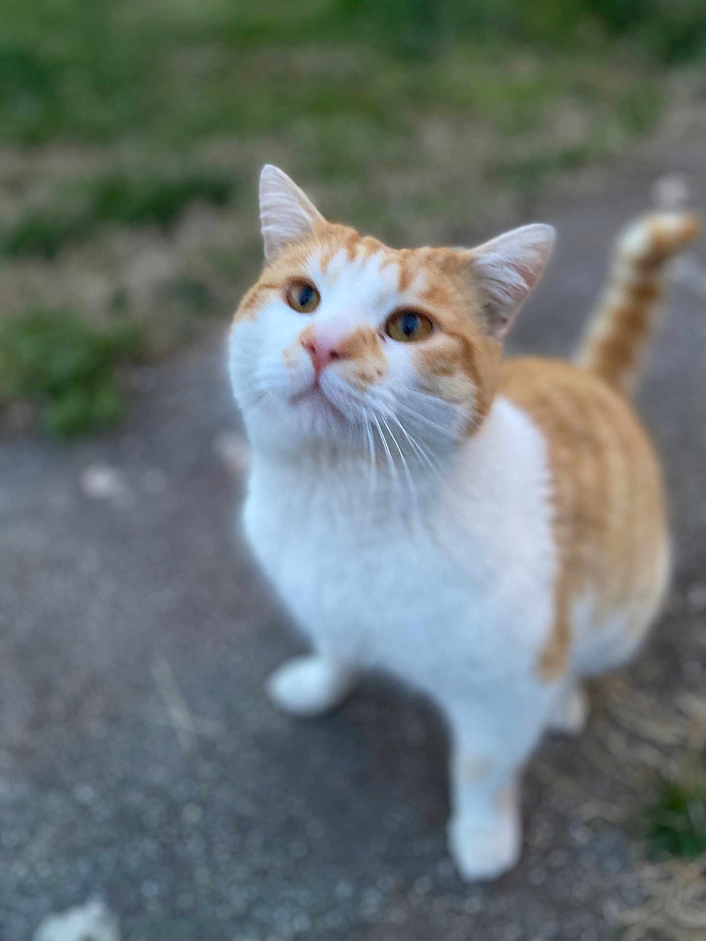 Willie