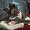 animal, cat, close_up, collar, cute, ears, feline, gray_cat, indoor, kitten, painting, pet, pink_paw_pads, red_surface, resting, space_theme, stars, wall_art, whiskers, white_paws