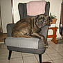 dog, brindle, armchair, gray_chair, blanket, potted_plant, wooden_table, vacuum_cleaner, floor_tiles, indoor, relaxed, pet, furniture, resting, home, cozy, animal, canine, large_dog, domestic