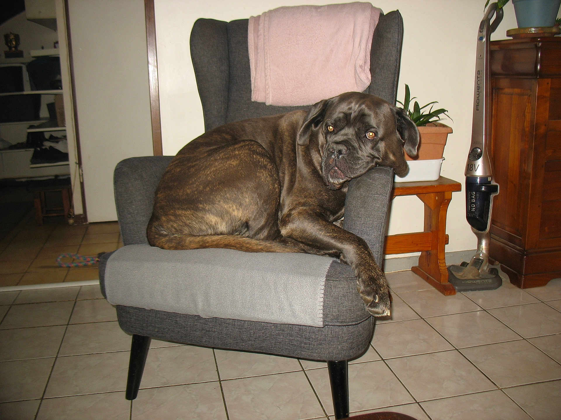 Odin a rejoint le concours — aidez-le/la à gagner de superbes lots ! dog, brindle, armchair, gray_chair, blanket, potted_plant, wooden_table, vacuum_cleaner, floor_tiles, indoor, relaxed, pet, furniture, resting, home, cozy, animal, canine, large_dog, domestic