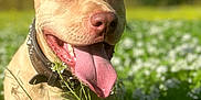 Valak participe au concours pour gagner de l'argent avec cette photo : dog, tan_dog, tongue_out, happy, outdoor, field, flowers, greenery, nature, sunlight, pet, canine, collar, closeup, summer, grass, playful, animal, portrait, daytime