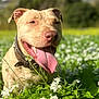 dog, tan_dog, tongue_out, happy, outdoor, field, flowers, greenery, nature, sunlight, pet, canine, collar, closeup, summer, grass, playful, animal, portrait, daytime