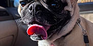 James joined the competition — help win amazing prizes! dog, pug, pet, tongue_out, car_interior, hand, sunlight, close_up, animal, companion, cute, happy, domestic_animal, mammal, leash, seat, window, reflection, human_hand, portrait