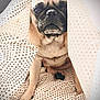 James is registered to the contest to win money with this photo: dog, pug, pet, animal, blanket, fabric, indoors, sitting, cute, face, fur, expression, paw, resting, pattern, cozy, portrait, household, comfort, domestic