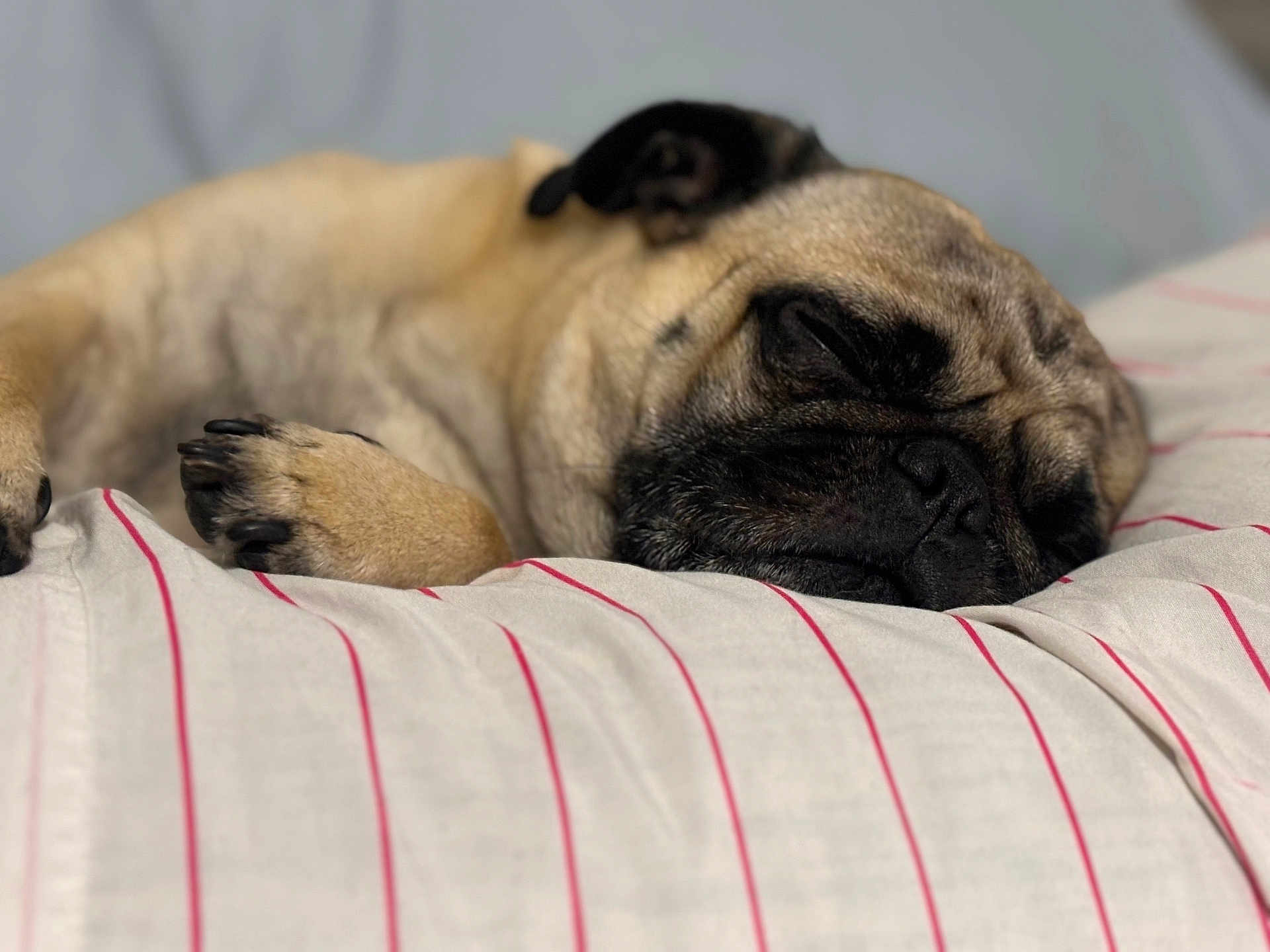 James joined the competition — help win amazing prizes! dog, pug, sleeping, resting, pet, animal, close_up, bed, pillow, striped, cozy, cute, fur, muzzle, paw, indoors, relaxation, calm, snout, domestic