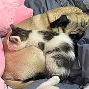 James is registered to the contest to win money with this photo: kitten, pug, dog, cat, sleeping, bed, blanket, plush_toy, cozy, animal, pet, snuggling, fur, resting, cute, indoor, soft, companion, cute_animals, relaxed
