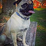 James joined the competition — help win amazing prizes! dog, pug, tongue_out, collar, outdoor, picnic_table, wood, grass, tree, park, sunlight, pet, animal, canine, nature, playground, barn, daylight, happy, cute