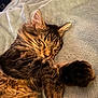 animal, blanket, cat, closeup, cozy, cute, domestic_animal, feline, fluffy, fur, indoor, mammal, paw, pet, relaxed, resting, sleeping, soft, tabby, whiskers