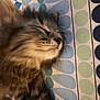 cat, sleeping, fluffy, fur, whiskers, closeup, patterned_fabric, indoor, resting, pet, animal, cute, cozy, relaxed, tabby, soft, face, muzzle, calm, domestic