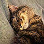 Arès a rejoint le concours — aidez-le/la à gagner de superbes lots ! animal, bed, blanket, cat, closeup, cozy, cute, feline, fur, indoor, mammal, nap, peaceful, pet, relaxed, resting, sleeping, soft, tabby, whiskers