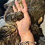 Arès a rejoint le concours — aidez-le/la à gagner de superbes lots ! bracelet, cat, claw, closeup, comfort, cozy, domestic_animal, fur, furry, hand, human, paw, pet, relaxed, resting, skin, sleeping, snuggling, tabby, whiskers