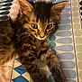 Arès participe au concours pour gagner de l'argent avec cette photo : kitten, cat, tabby, fur, whiskers, ears, paws, claws, bedspread, pattern, blue, pink, green, striped, cute, pet, animal, indoor, resting, curious