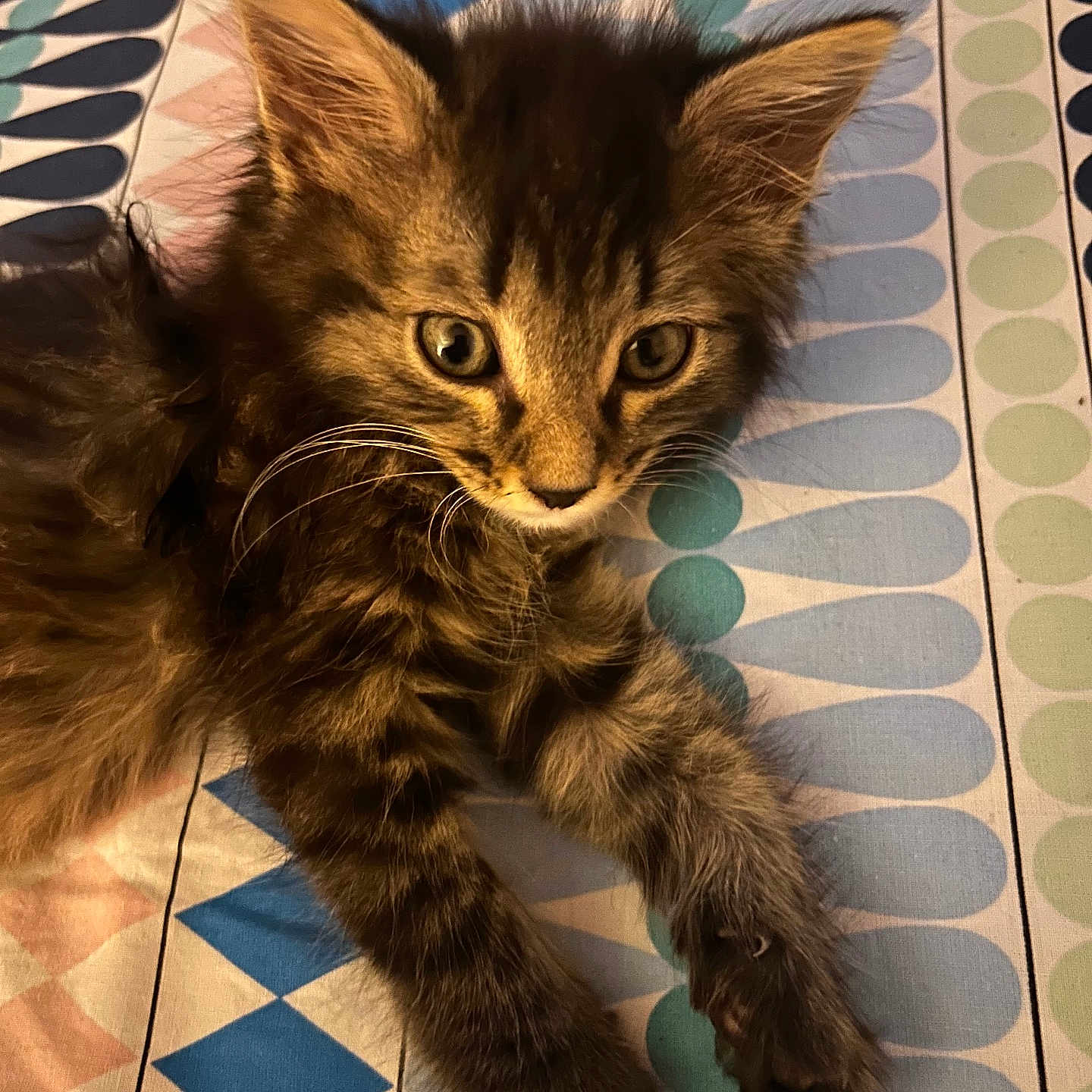 Arès participe au concours pour gagner de l'argent avec cette photo : animal, bedspread, blue, cat, claws, curious, cute, ears, fur, green, indoor, kitten, pattern, paws, pet, pink, resting, striped, tabby, whiskers
