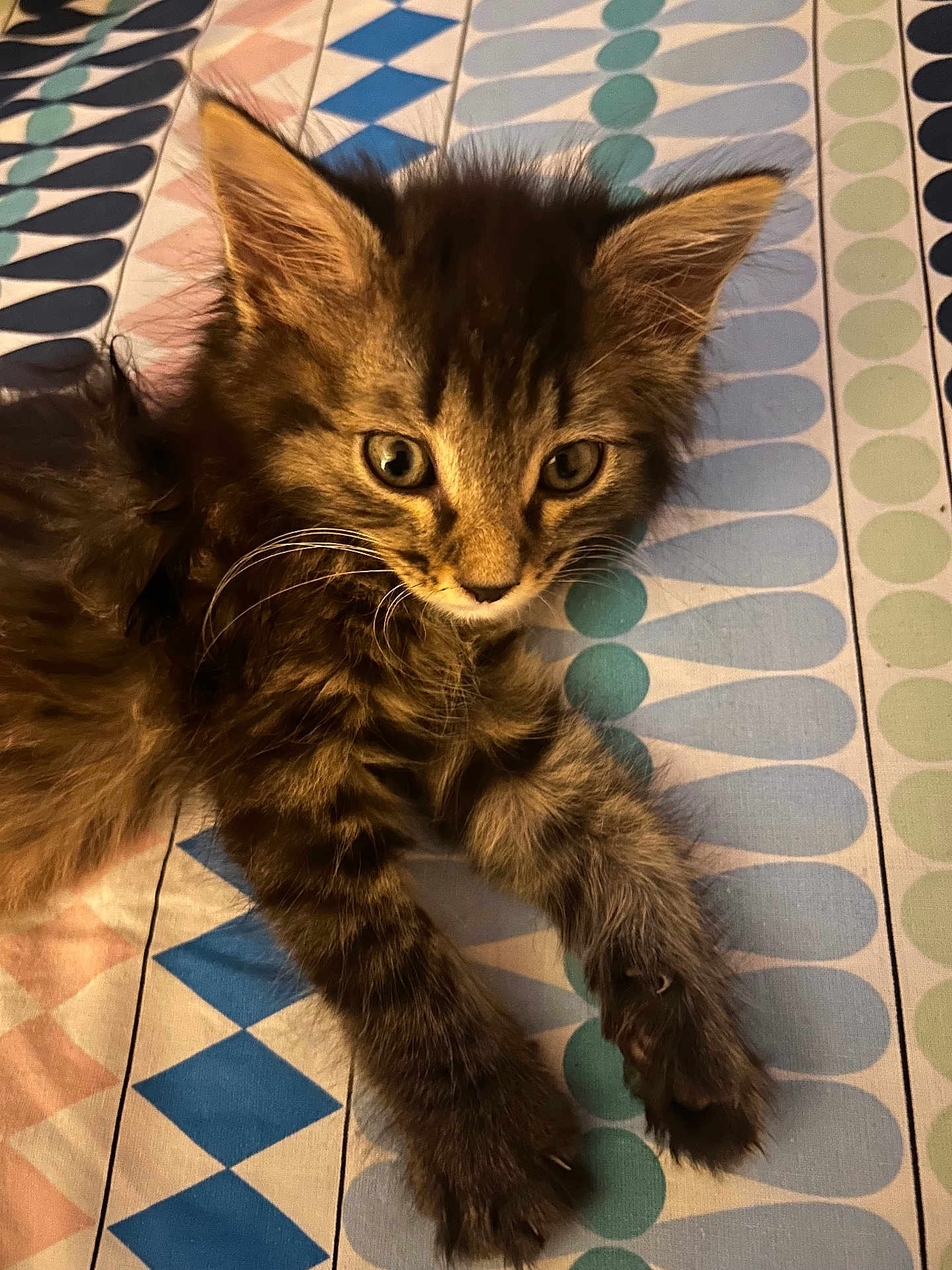 Arès participe au concours pour gagner de l'argent avec cette photo : kitten, cat, tabby, fur, whiskers, ears, paws, claws, bedspread, pattern, blue, pink, green, striped, cute, pet, animal, indoor, resting, curious