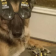 Gretta is registered to the contest to win money with this photo: animal, black, brown, celebration, clock, closeup, collar, decorative_rope, dog, face, festive, fur, german_shepherd, glasses, indoor, new_year, party_accessories, pet, sitting, toy