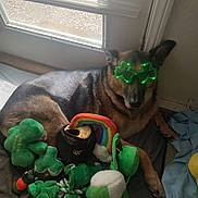 Gretta is registered to the contest to win money with this photo: animal, beer_mug, celebration, dog, door, festive, german_shepherd, glasses, green, holiday, indoor, laying, light, pet, plush_toys, rainbow, relaxed, shamrock, toy, window