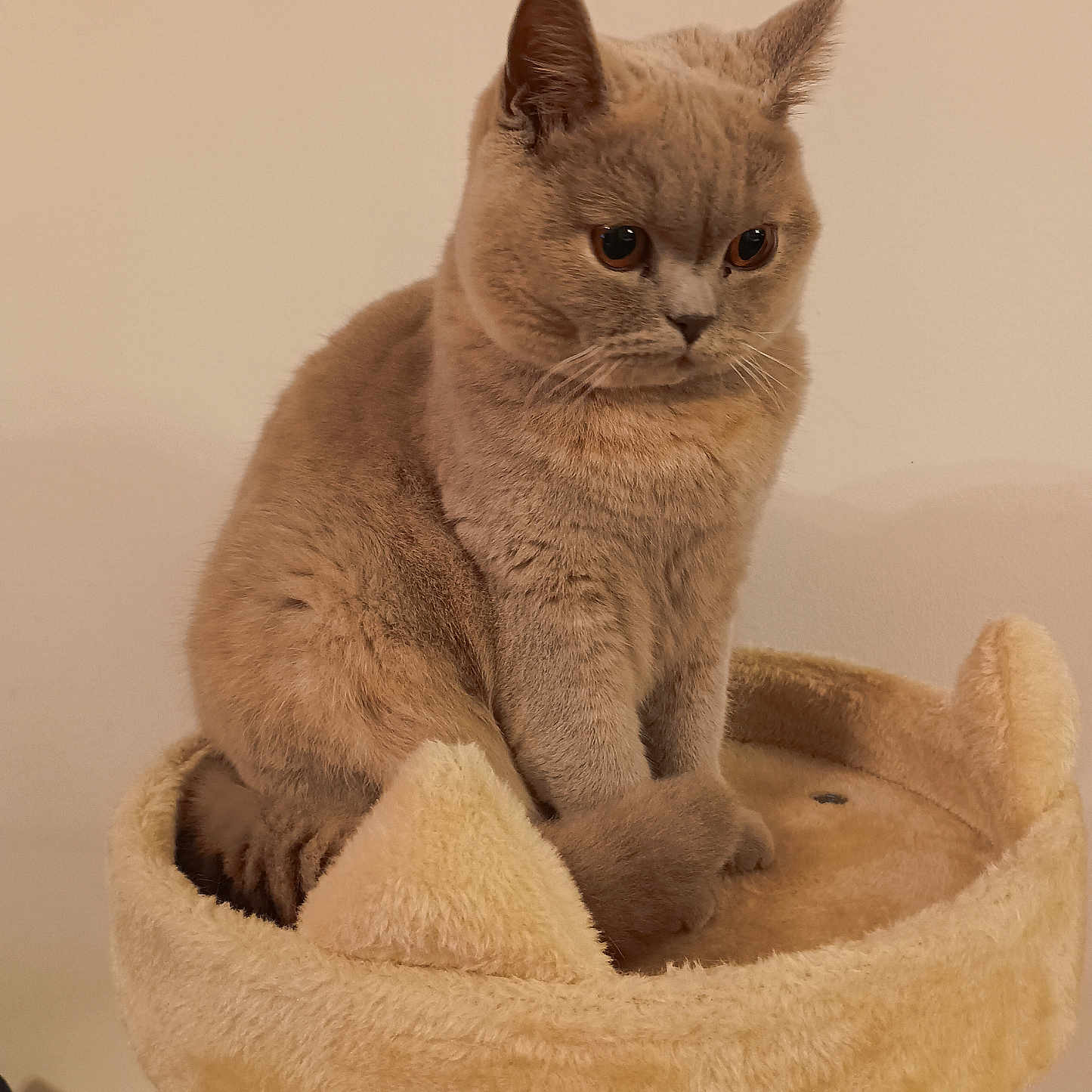 Volkane participe au concours pour gagner de l'argent avec cette photo : cat, pet, animal, feline, sitting, indoors, portrait, fluffy, fur, beige, brown, eyes, ears, whiskers, cat_bed, cushion, soft, home, closeup, serious_expression