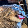 abyssinian, animal, architecture, bodypart, brush, cat, device, face, fountain, indoors, manx, mouth, person, pet, purple, tap, teeth, tongue, tool, water