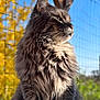 abyssinian, angora, animal, blackcat, bodypart, cat, den, indoors, kitten, manx, mouth, person, pet, siamese, snout, tongue, wood