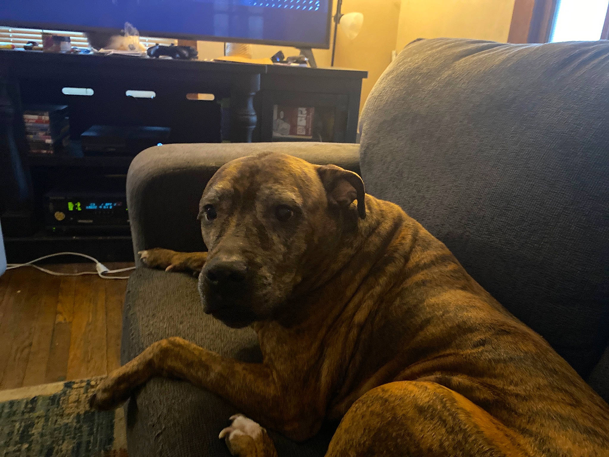 Vegas joined the competition — help win amazing prizes! carnivore, comfort, companion_dog, couch, dog, dog_breed, fawn, flooring, fur, home_appliance, living_room, room, sitting, snout, sporting_group, television, television_set, terrestrial_animal, working_animal, wrinkle