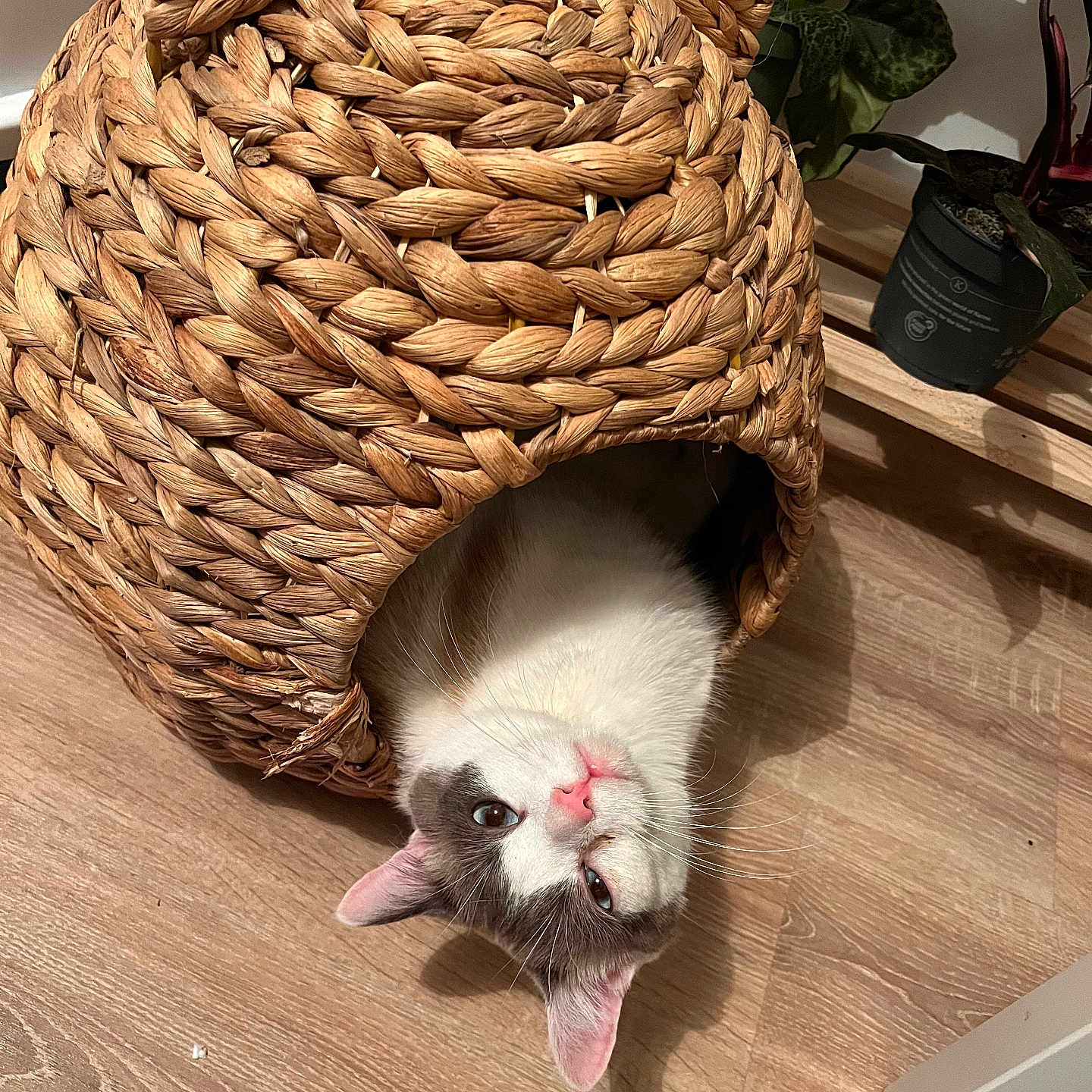 Poupoute