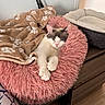 Poupoute participe au concours pour gagner de l'argent avec cette photo : animal, blanket, canine, cat, dog, dogbed, furniture, kitten, pet