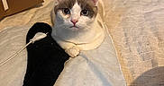 Poupoute a rejoint le concours — aidez-le/la à gagner de superbes lots ! animal, bed, blanket, cat, clothing, couch, footwear, furniture, hardwood, homedecor, indoors, interiordesign, kitten, linen, pants, pet, runningshoe, shoe, sneaker, wood