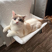 Poupoute participe au concours pour gagner de l'argent avec cette photo : abyssinian, animal, blanket, canine, cat, chair, cushion, dog, dogbed, furniture, hardwood, homedecor, kitten, manx, pet, siamese, wood