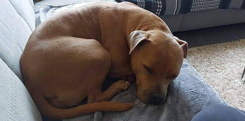 Chica a rejoint le concours — aidez-le/la à gagner de superbes lots ! canidae, carnivore, comfort, companion_dog, dog, dog_breed, dog_supply, fawn, flooring, guard_dog, gun_dog, liver, non_sporting_group, paw, pet_supply, snout, sporting_group, tail, terrestrial_animal, working_animal