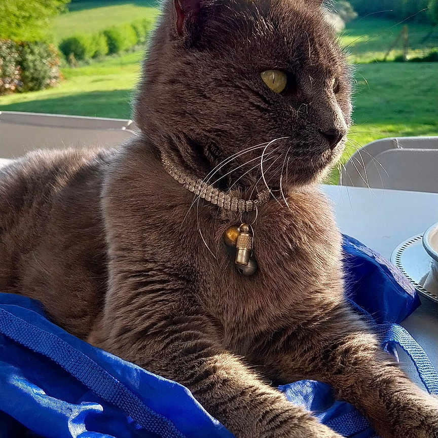 Gribouille a rejoint le concours — aidez-le/la à gagner de superbes lots ! animal, bell, blue_bag, cat, collar, daylight, feline, gray_cat, green_field, nature, outdoor, paws, pet, portrait, relaxed, sky, sunlight, table, trees, whiskers