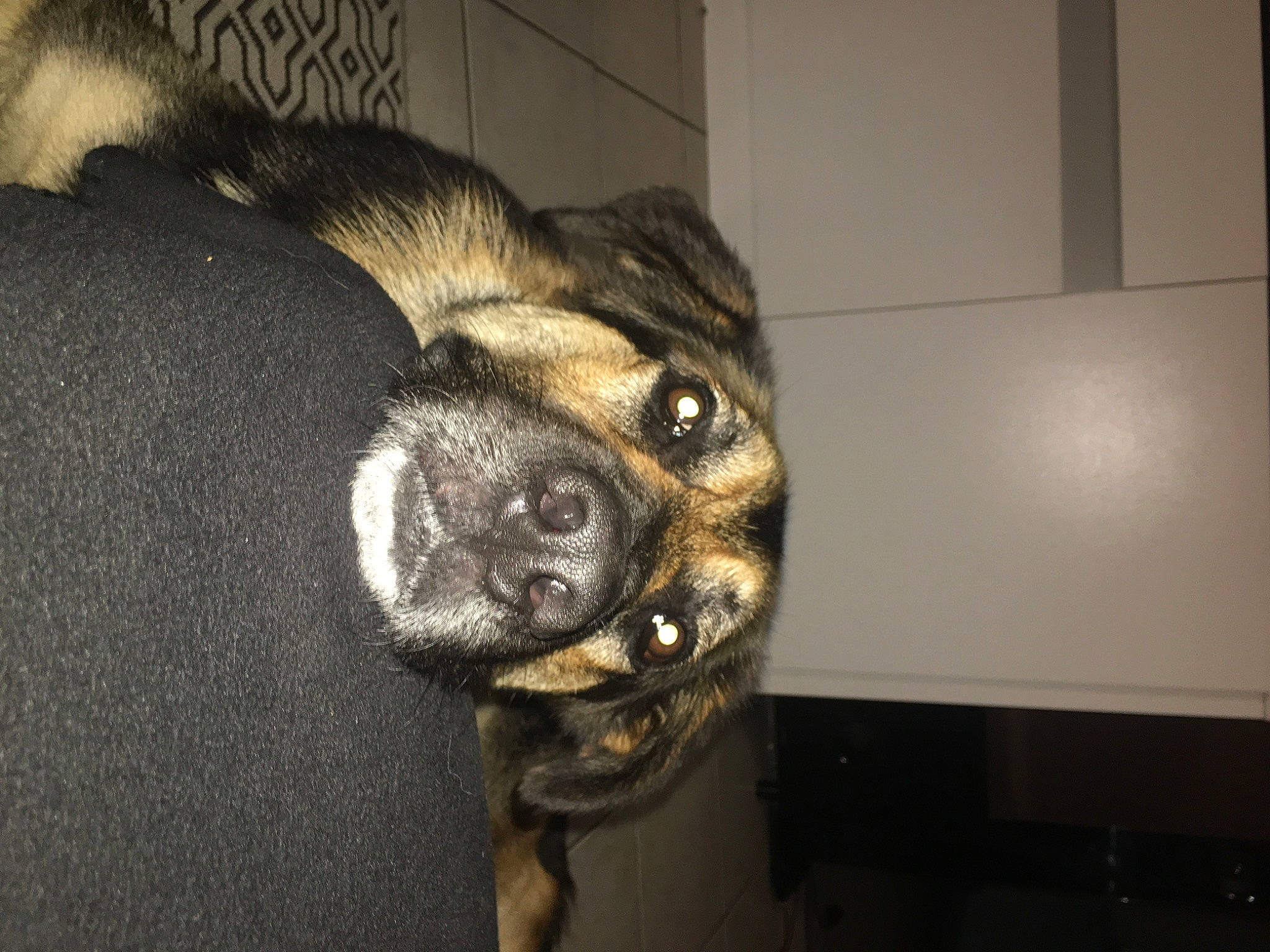 Marley a rejoint le concours — aidez-le/la à gagner de superbes lots ! canidae, carnivore, dog, dog_breed, fawn, pug, snout, sporting_group