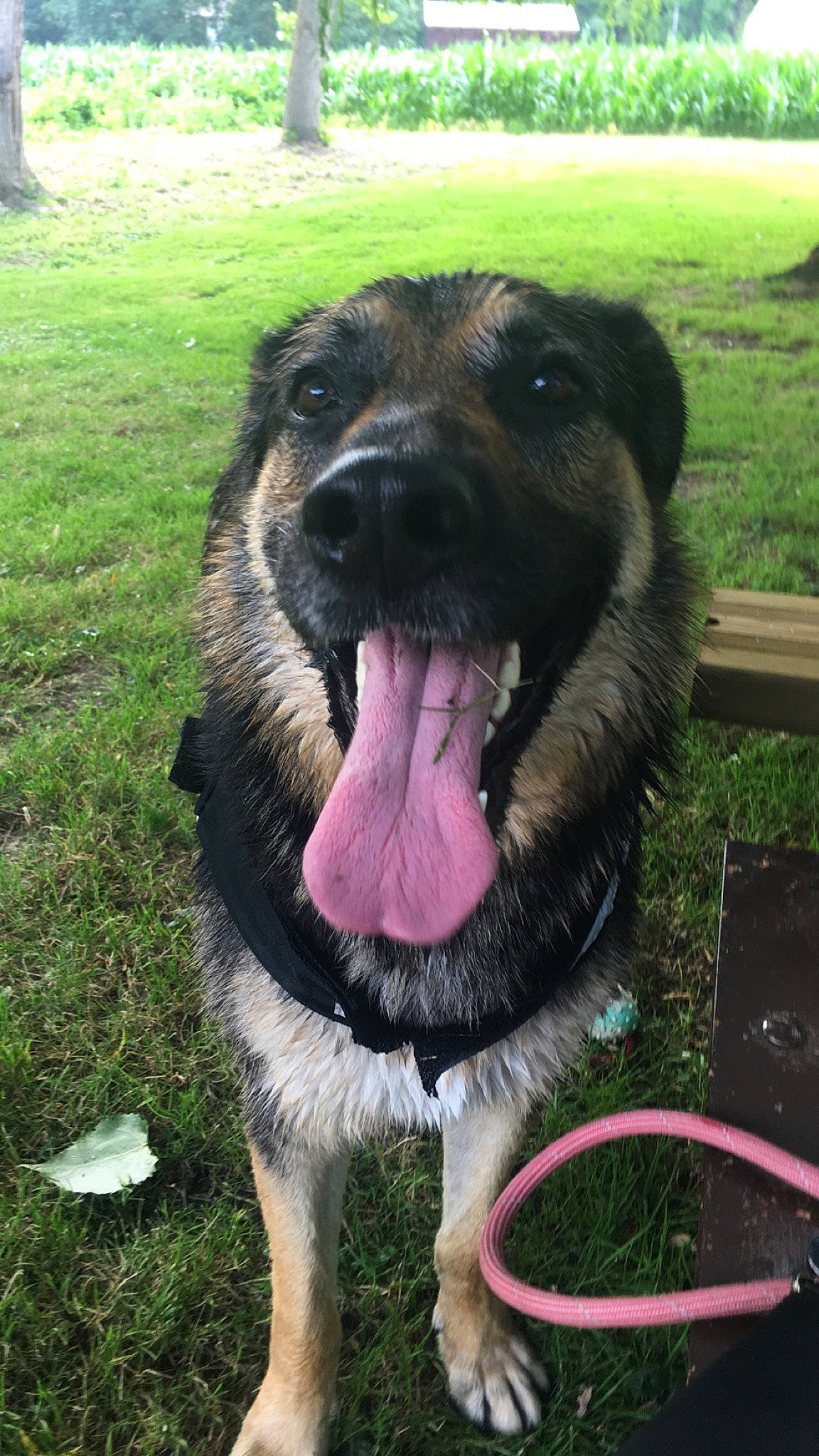 Marley a rejoint le concours — aidez-le/la à gagner de superbes lots ! canidae, carnivore, carpathian_shepherd_dog, dog, dog_breed, estrela_mountain_dog, fawn, german_shepherd_dog, giant_dog_breed, king_shepherd, leonberger, mammal, sarplaninac, snout, sporting_group, vertebrate, working_dog