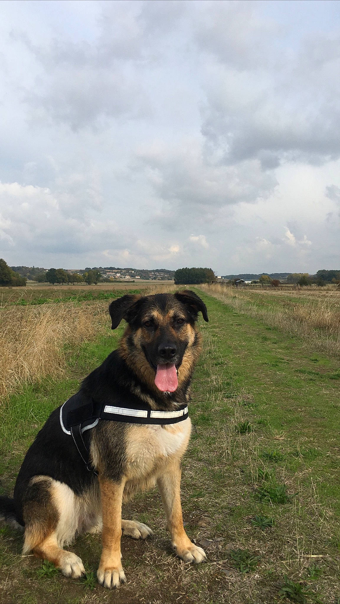 Marley a rejoint le concours — aidez-le/la à gagner de superbes lots ! adventure, canidae, carnivore, dog, dog_breed, huntaway, hunting_dog, mammal, snout, sporting_group