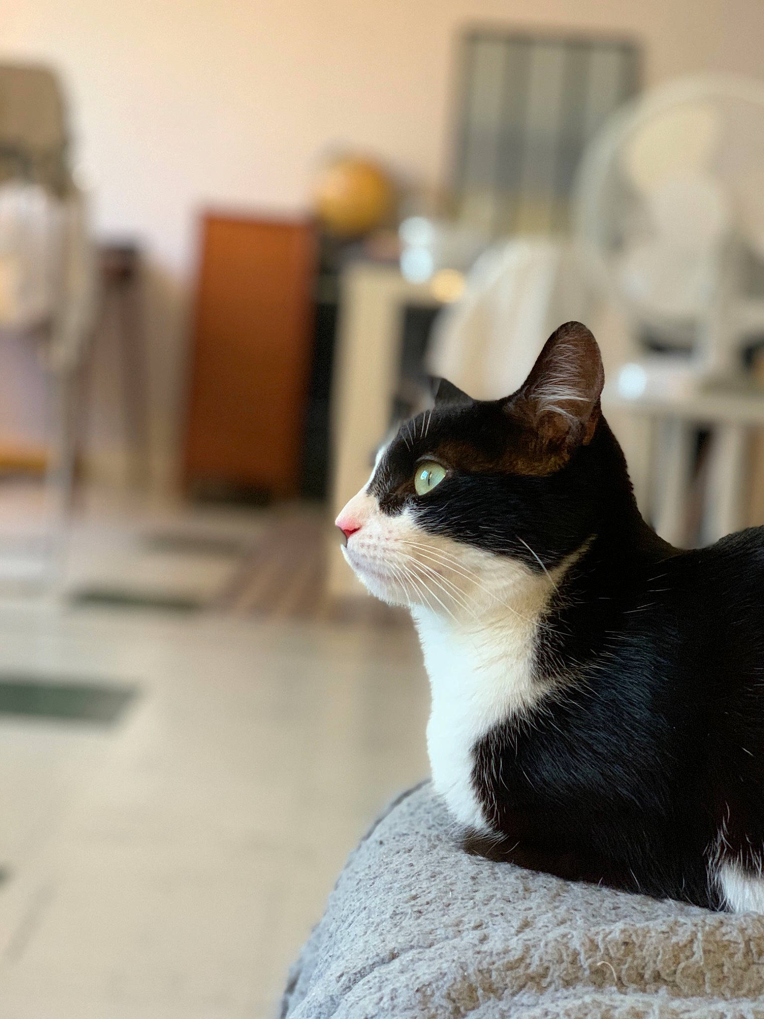 Pookie a rejoint le concours — aidez-le/la à gagner de superbes lots ! aegean_cat, american_wirehair, carnivore, cat, domestic_short_haired_cat, felidae, fur, small_to_medium_sized_cats, whiskers