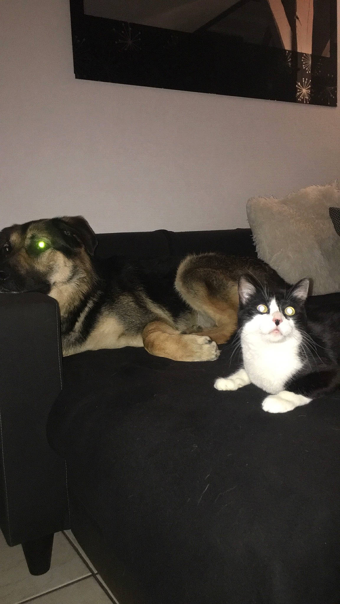 Pookie a rejoint le concours — aidez-le/la à gagner de superbes lots ! asian, carnivore, cat, couch, domestic_short_haired_cat, ear, european_shorthair, eye, felidae, floor, fur, lap, polydactyl_cat, small_to_medium_sized_cats, tail, whiskers