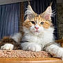 cat, fluffy, ear_tufts, orange_and_white, relaxed, indoor, wooden_chair, carpeted_surface, portrait, pet, feline, cute, whiskers, close_up, animal, domestic_cat, resting, curtains, background, calm