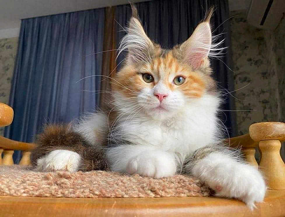 Willy is registered to the contest to win money with this photo: cat, fluffy, ear_tufts, orange_and_white, relaxed, indoor, wooden_chair, carpeted_surface, portrait, pet, feline, cute, whiskers, close_up, animal, domestic_cat, resting, curtains, background, calm