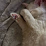 Franklin joined the competition — help win amazing prizes! cat, white_cat, sleeping, paw, pink_paw_pads, fluffy, soft_blanket, cozy, cute, pet, animal, resting, fur, indoor, close_up, relaxing, mammal, whiskers, feline, nap