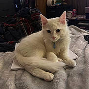 Franklin is registered to the contest to win money with this photo: cat, white_cat, fluffy, indoor, blanket, notebook, furniture, cozy, pet, animal, relaxed, soft, curious, domestic, home, laying, closeup, cute, fur, ears