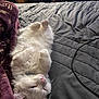 Franklin is registered to the contest to win money with this photo: cat, white_cat, lying_down, bed, blanket, fur, paws, sleepy, indoor, cozy, relaxed, pet, whiskers, pink_nose, soft, domestic_animal, feline, resting, cute, animal