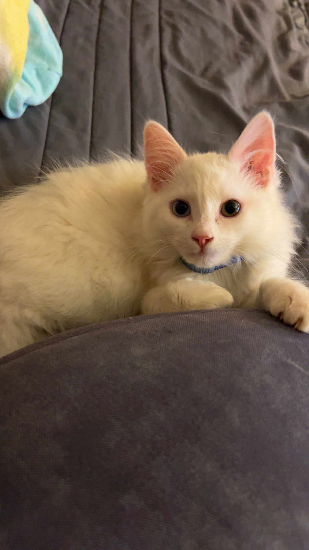 Franklin is registered to the contest to win money with this photo: kitten, cat, white_fur, heterochromia, blue_eye, green_eye, pet, domestic_cat, feline, cute, animal, indoor, resting, curious, soft, collar, young, whiskers, paw, bedspread