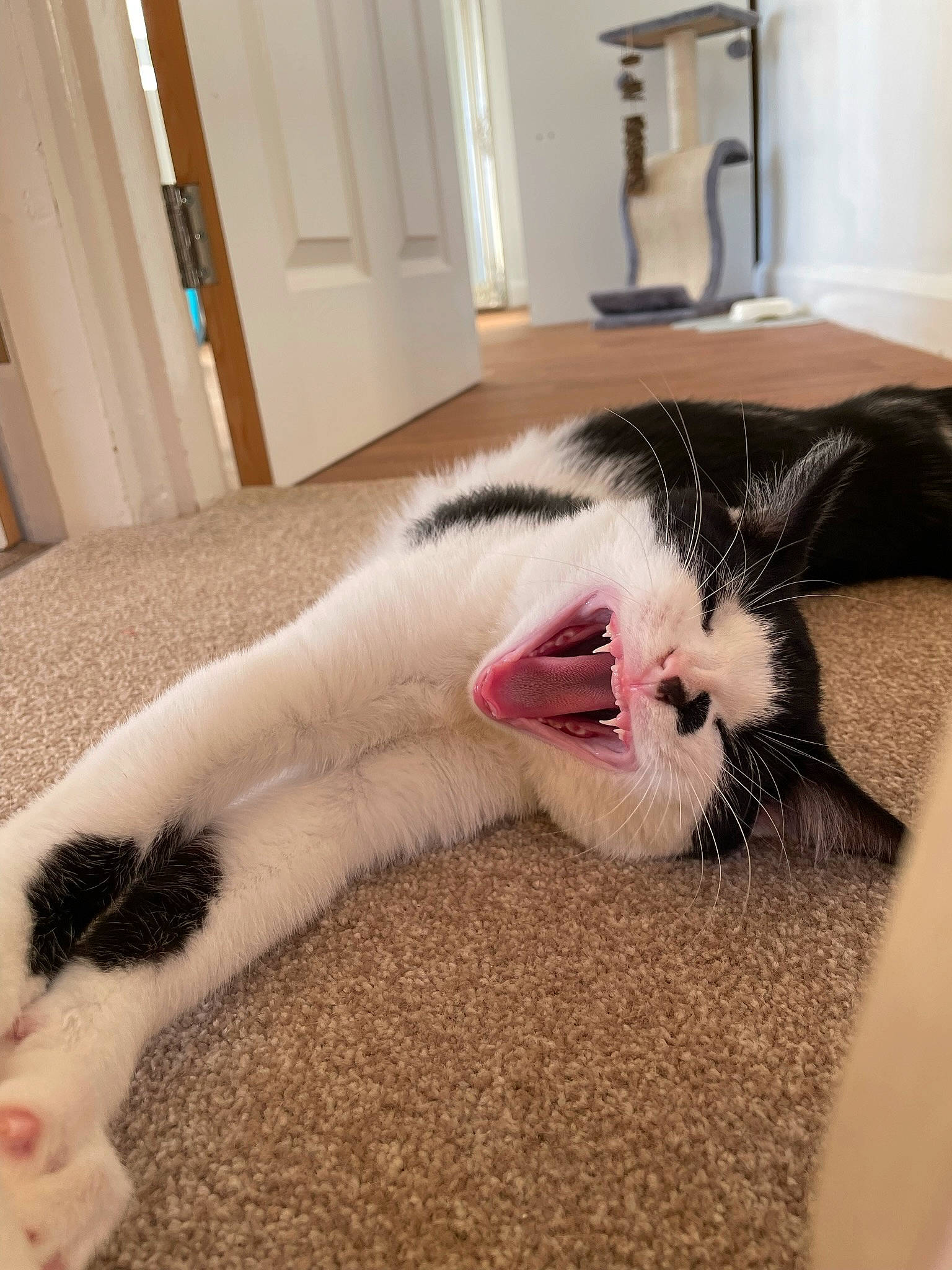 Albie is registered to the contest to win money with this photo: carnivore, cat, comfort, domestic_short_haired_cat, eye, fang, felidae, foot, fur, head, human_body, human_leg, jaw, mammal, paw, small_to_medium_sized_cats, snout, tail, whiskers, yawn