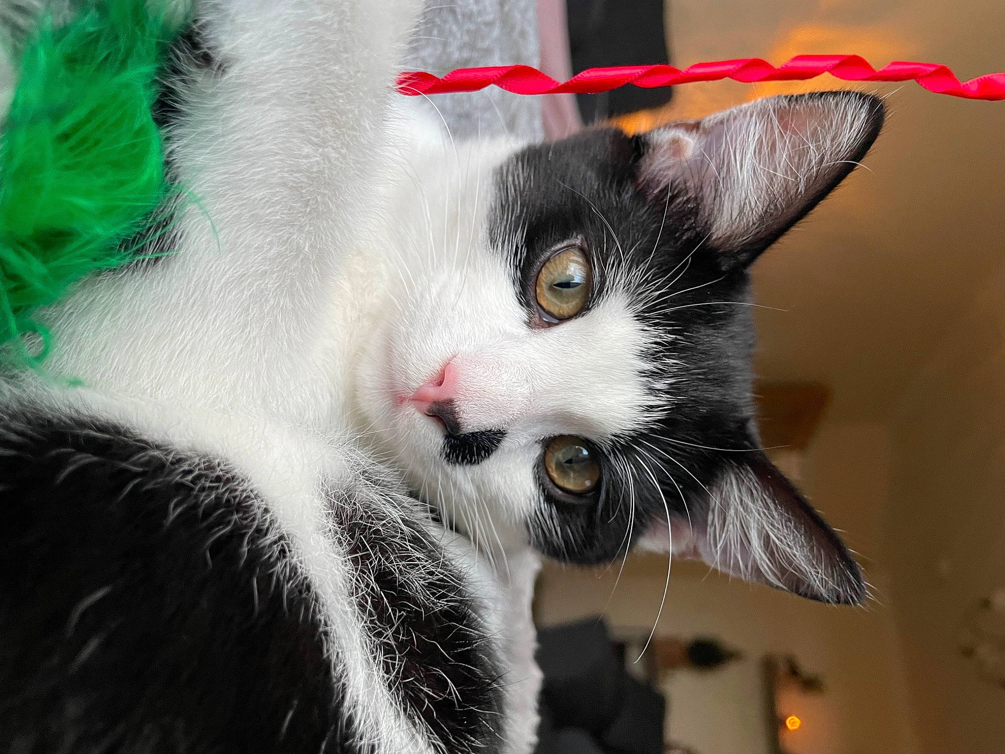 Albie joined the competition — help win amazing prizes! carnivore, cat, claw, close_up, collar, domestic_short_haired_cat, eyelash, felidae, fur, holiday, paw, small_to_medium_sized_cats, snout, tail, tree, whiskers