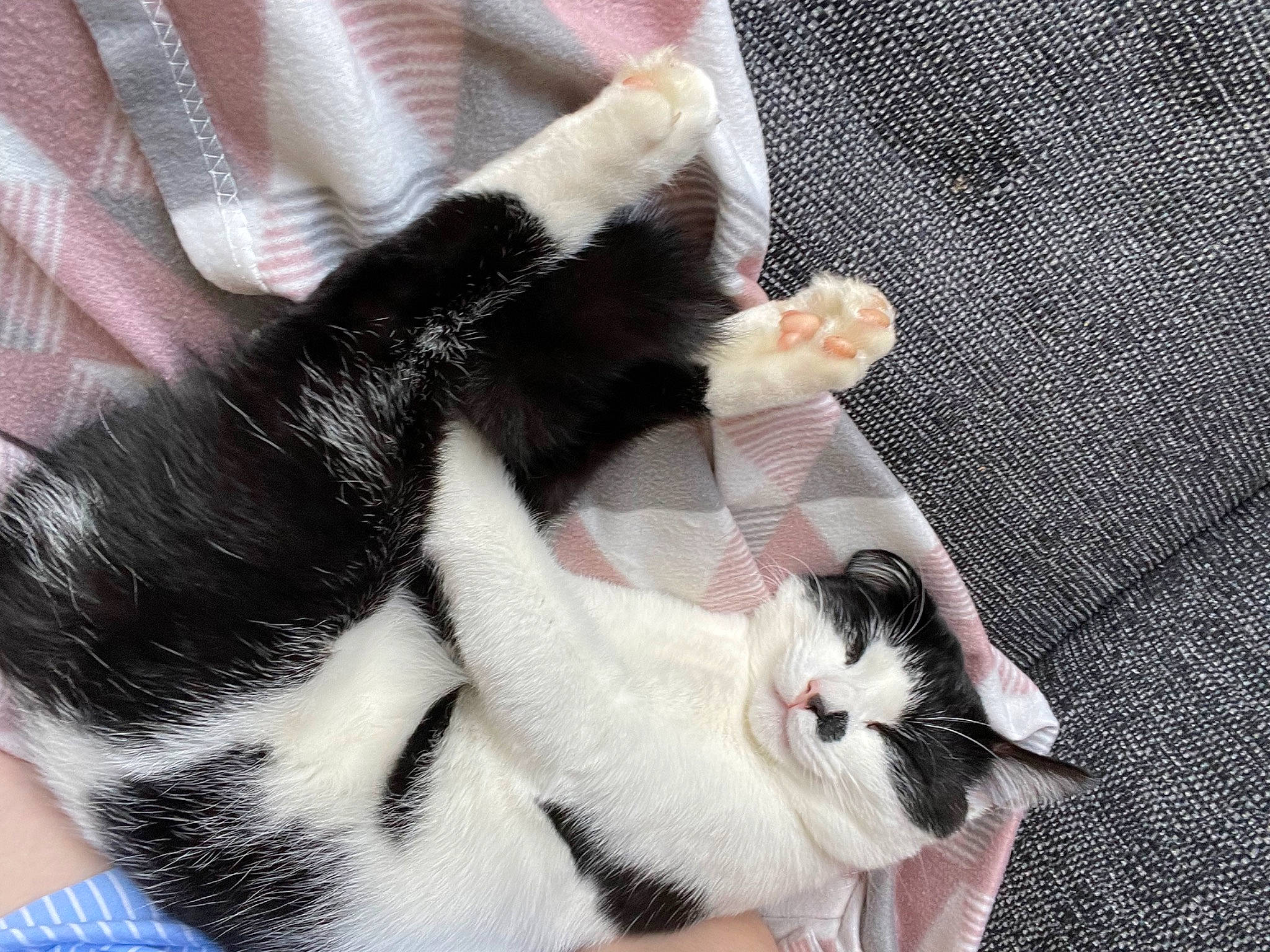 Albie is registered to the contest to win money with this photo: carnivore, cat, claw, comfort, domestic_short_haired_cat, eye, felidae, foot, fur, gesture, mammal, nail, nap, pattern, paw, small_to_medium_sized_cats, snout, tail, thumb, whiskers