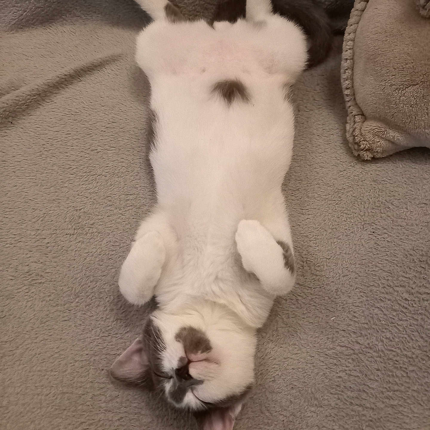 Zazou a rejoint le concours — aidez-le/la à gagner de superbes lots ! animal, blanket, bodypart, canine, cat, couch, cushion, dog, finger, furniture, hand, homedecor, kitten, manx, person, pet, puppy, rabbit, siamese, sleeping