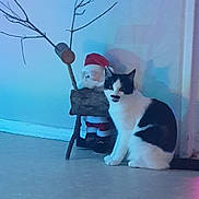Eya participe au concours pour gagner de l'argent avec cette photo : cat, black_and_white, santa_claus, decoration, stick, branches, indoor, floor, wall, shadow, lighting, blue_light, purple_light, sitting, animal, pet, holiday, christmas, still_life, cozy